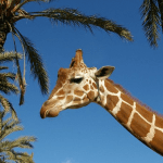 rio safari elche splash park