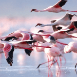 torrevieja salt lake flamingos