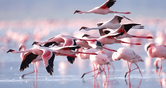 torrevieja salt lake flamingos