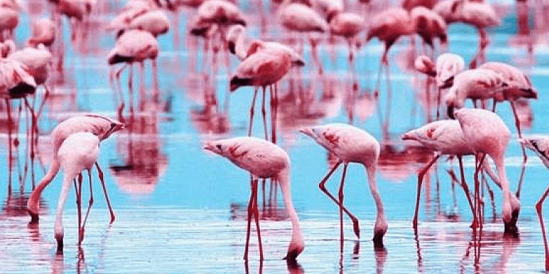 flamingos spain